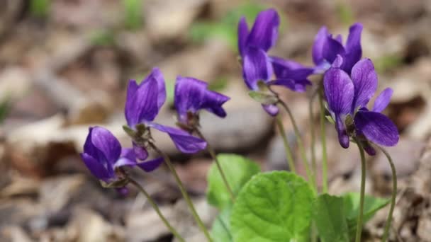 Виола или лесной фиолетовый цветы висят на ветру в макро крупным планом - Кадры, видео