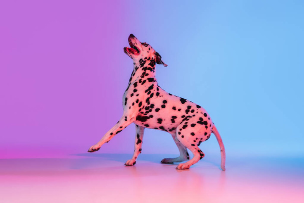 Graceful dog, Dalmatian isolated on gradient pink blue background in neon light. - Foto, Imagen