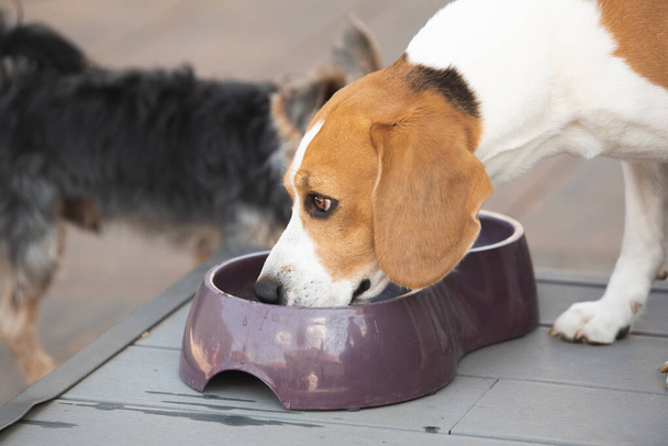 Beagle kutya vizet iszik, hogy lehűljön árnyékban a füvön, elrejtőzve a nyári nap elől. Nyári háttér. - Fotó, kép