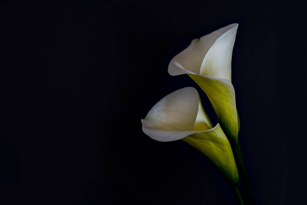 Minimalistic studio shot of calla lily inflorescence on isolated background with a lot of copy space for text. Universal multi occasional flowers for both celebration and grief. Flat lay, top view. - Foto, Imagem