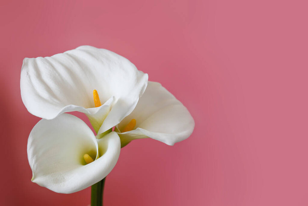 Minimalistic studio shot of calla lily inflorescence on isolated background with a lot of copy space for text. Universal multi occasional flowers for both celebration and grief. Flat lay, top view. - Foto, Imagen