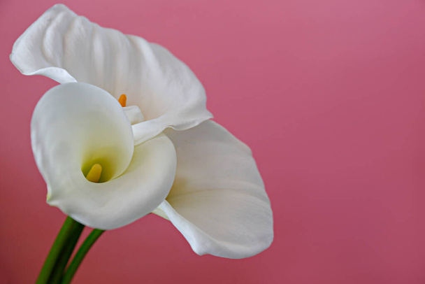 Minimalistic studio shot of calla lily inflorescence on isolated background with a lot of copy space for text. Universal multi occasional flowers for both celebration and grief. Flat lay, top view. - Foto, Bild