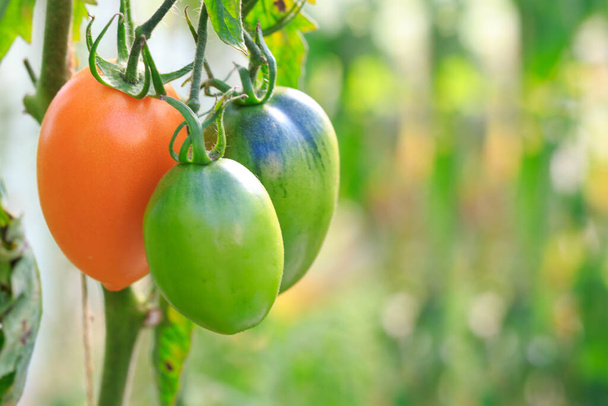 Farma chutných žlutých rajčat na keřích - Fotografie, Obrázek