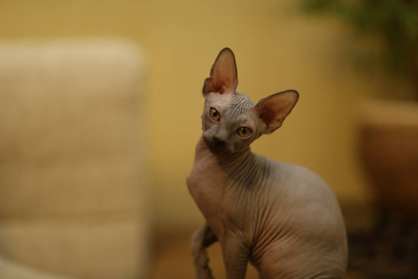 Retrato de um gato careca. A raça de gato de Esfinge é animais sem pêlos sem cabelo. - Foto, Imagem