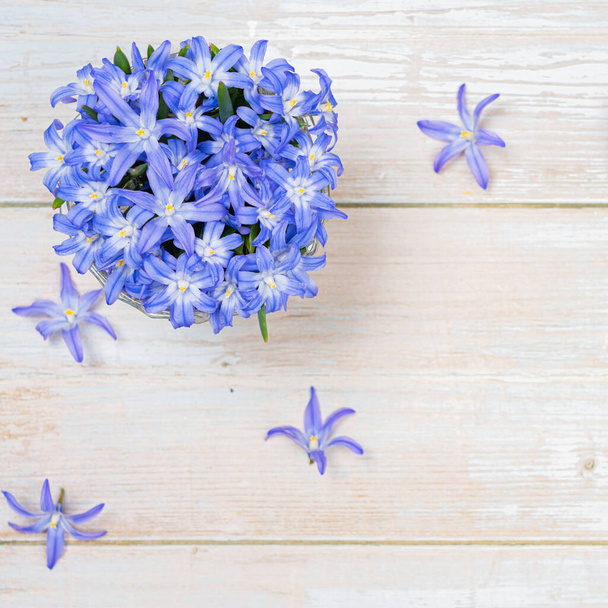 Schneeglöckchen, kleines Blau, Frühlingsblumen, auf hellem Hintergrund - Foto, Bild