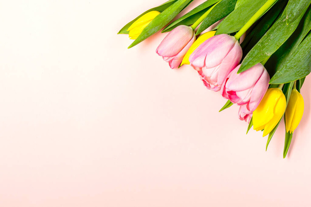 Fresh pink and yellow tulip flowers on on pastel pink - Foto, Imagen