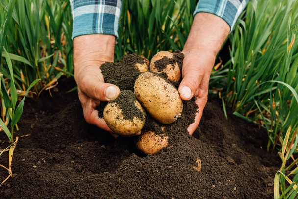 primo piano di mani maschili che raccolgono patate fresche da terreno. - Foto, immagini