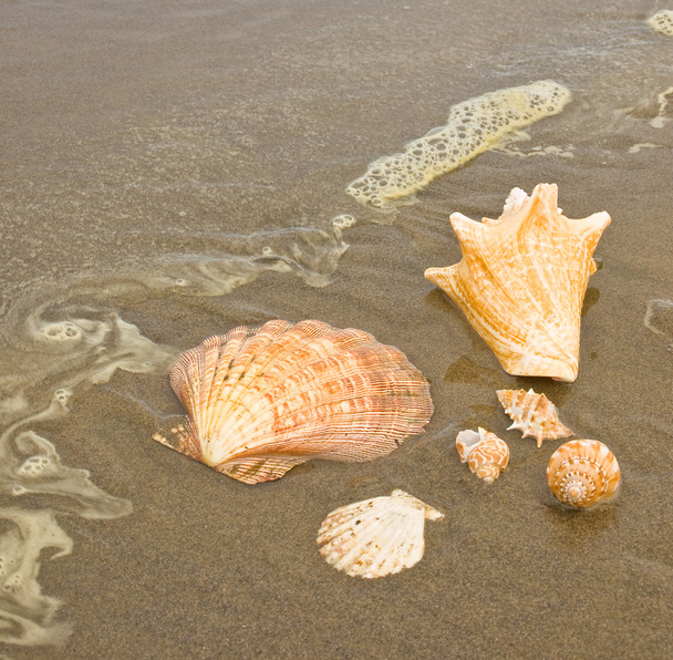 Jakobsmuscheln und Muscheln an einem nassen Sandstrand, als sich eine Meereswelle nähert - Foto, Bild