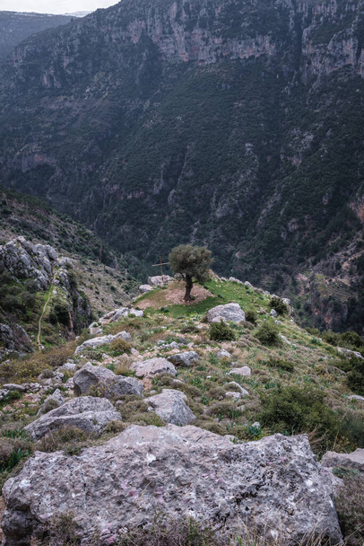 Vieil olivier dans la vallée de Kadisha également orthographié Qadisha au Liban - Photo, image