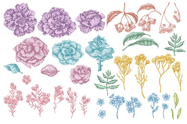 Vector set of hand drawn pastel wax flower, forget me not flower, tansy, ardisia, brassica, decorative cabbage - Вектор,изображение