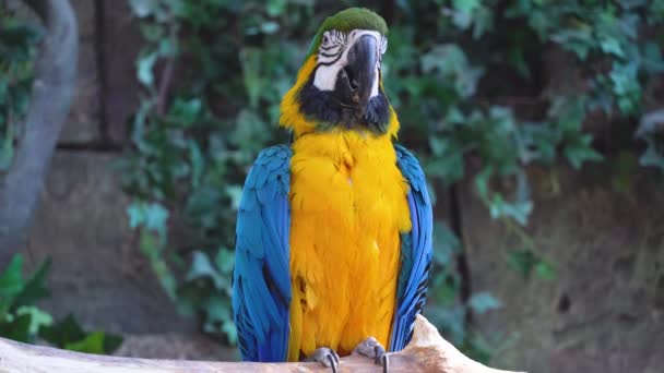 Blauwe en gele ara ara papegaai knippert met zijn ogen en tjirpt luid close-up in jungle of regenwoud - Video