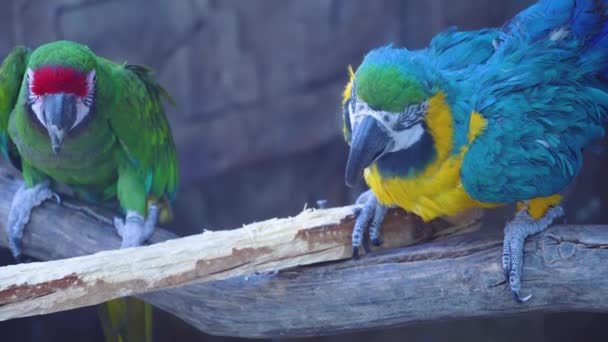Blauwe ara ara papegaai met een enorme snavel zit op tak en knaagt aan een tak met zijn snavel - Video