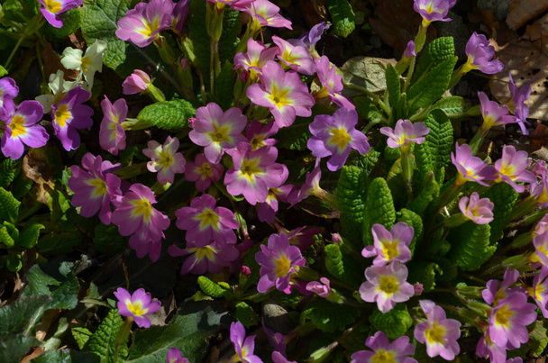 多色のプリムローズ(primula valgaris)最初の春の花を3月に咲かせます。春のプリムラの庭で多年草の黄色のバラ。カラフルなピンクのバラの花、プリムラポリアンサスクローズアップマクロ - 写真・画像