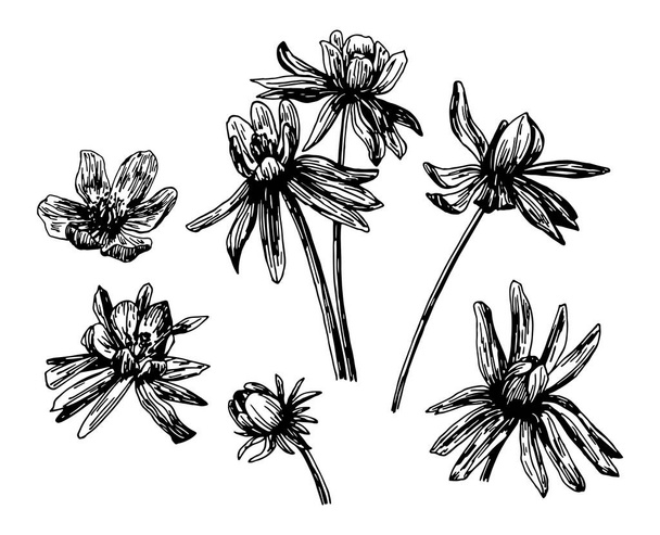 Vector illustrations of Eranthis drawn with a black line on a white background. - Vetor, Imagem