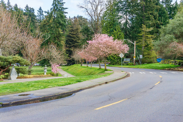 Una vista de los cerezos florecientes que bordean la calle junto al lago Washington en Seattle. - Foto, imagen
