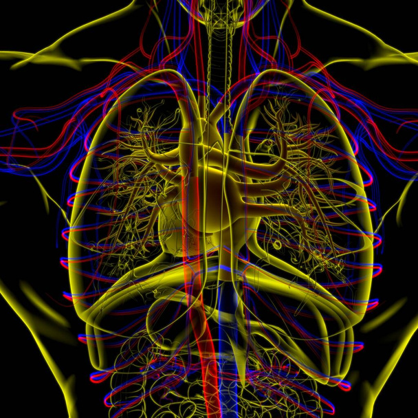 Ανθρώπινη ανατομία καρδιάς για την ιατρική έννοια 3D εικονογράφηση - Φωτογραφία, εικόνα