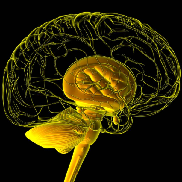 Tıbbi Konsept 3D Görüntü İçin İnsan Beyin İç Parçaları Anatomisi - Fotoğraf, Görsel