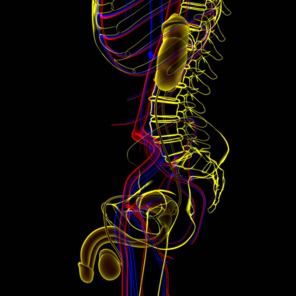 Anatomia męskiego układu rozrodczego dla koncepcji medycznej Ilustracja 3D - Zdjęcie, obraz