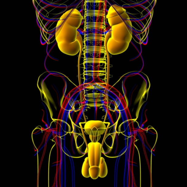 Anatomía masculina del sistema reproductivo para la ilustración 3D del concepto médico - Foto, imagen