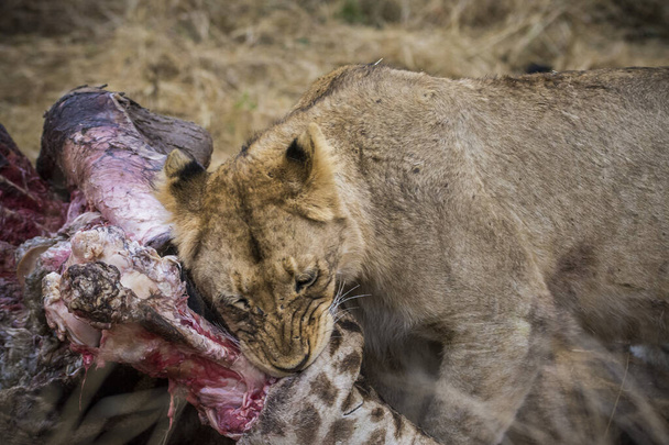 Löwen, die sich von einer frischen Kill-Giraffe ernähren, Kruger Nationalpark, Südafrika - Foto, Bild