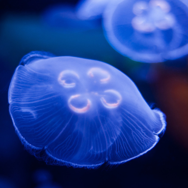 Jellyfish in Blue - Valokuva, kuva