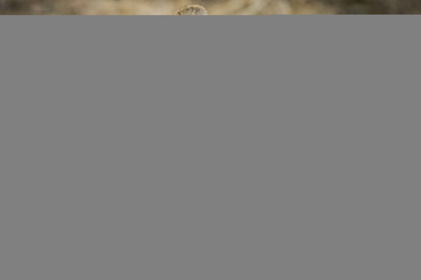 Leijonat syövät tuoretta tappokirahvia, Kruger Park, Etelä-Afrikka - Valokuva, kuva