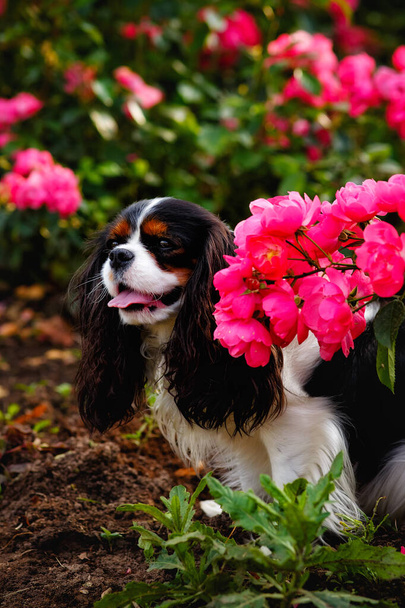 Pystysuora muotokuva koira Cavalier rotu kuningas Charles, söpö pentu seisoo puutarhassa joukossa vaaleanpunaisia kukkia. - Valokuva, kuva