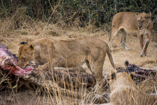 Львы питаются свежим убитым жирафом, Крюгер Парк, Южная Африка - Фото, изображение