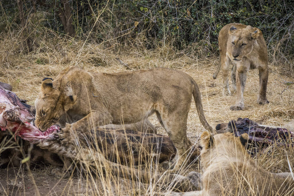 Leones alimentándose de una jirafa fresca, Kruger Park, Sudáfrica - Foto, imagen