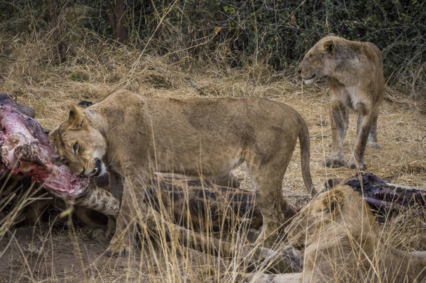 Lwy żywiące się świeżą żyrafą, Kruger Park, Republika Południowej Afryki - Zdjęcie, obraz