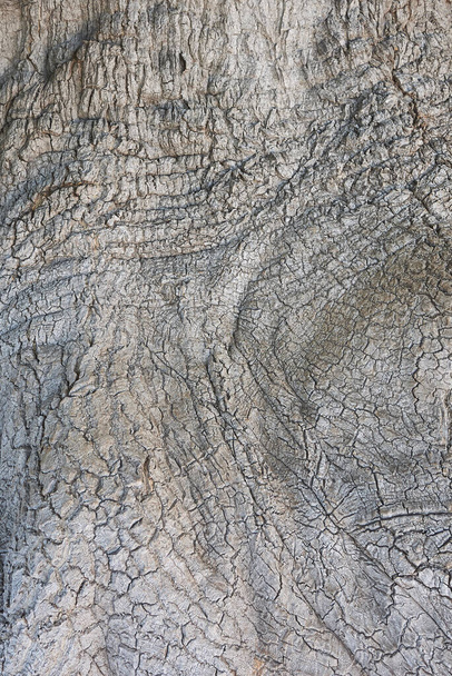 textured bark of Phytolacca dioica tree - Photo, Image