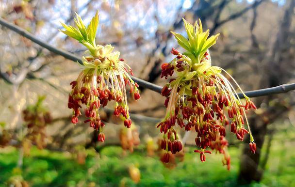 Male flowers of an ash maple Acer negundo in a park in Riga in springtime - Photo, Image