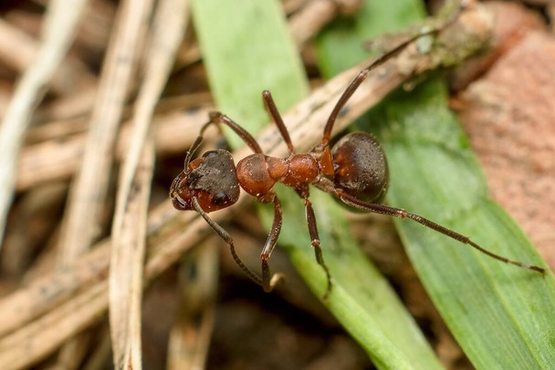 мураха Форміка сангвінічна кров'яно-червона мураха
 - Фото, зображення