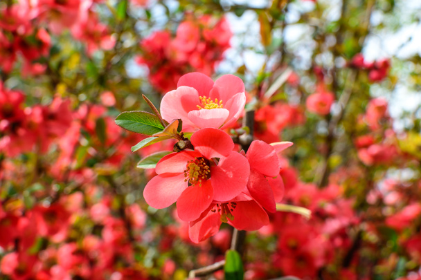 Close up delicadas flores vermelhas de arbusto Chaenomeles japonica, vulgarmente conhecido como marmelo japonês ou marmelo de Maule em um jardim de primavera ensolarado, belas flores japonesas fundo floral, sakura - Foto, Imagem
