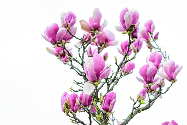 Крупним планом яскраво-фіолетові і рожеві квіти магнолії в повному розквіті на гілці в саду в сонячний весняний день, красивий відкритий квітковий фон
 - Фото, зображення