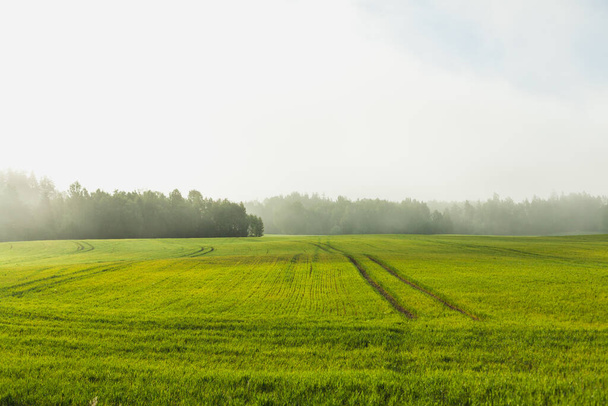 Green wheat field growing near forest, morning sun and mist - Photo, Image