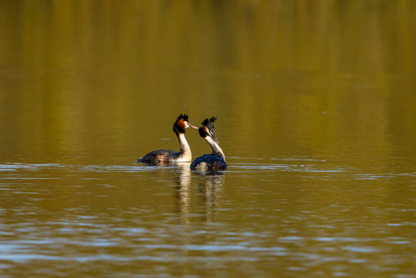 Great crested grebe on the water - Photo, Image