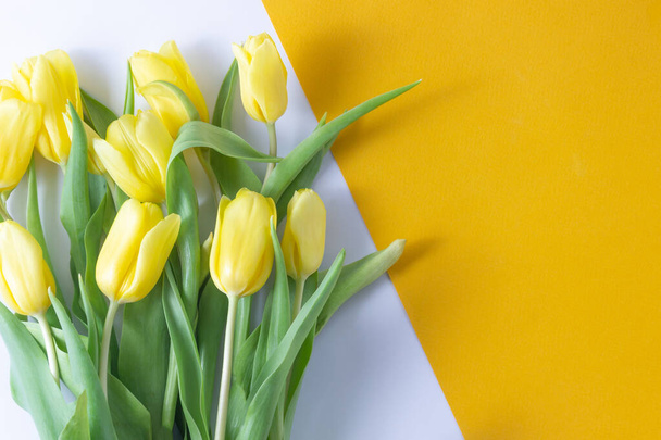 Yellow tulips flowers on yellow background.Mothers Day, Birthday, Valentines Day. Concept of holiday. Symbol of spring. Flat lay, top view, copy space - Valokuva, kuva