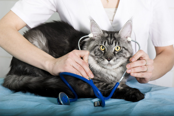 Veterinarian examining a cat - 写真・画像