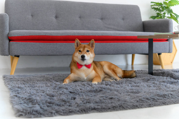 Shiba Inu ιαπωνικό σκυλί με γραβάτα παπιγιόν κόκκινο στο χαλί κοντά στον καναπέ στο σαλόνι. Pet Lover έννοια. πορτρέτο ζώων με χώρο αντιγραφής - Φωτογραφία, εικόνα