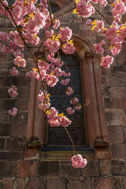 Rosafarbene Kirschblüte im Frühling.. Frankreich, Elsass - Foto, Bild