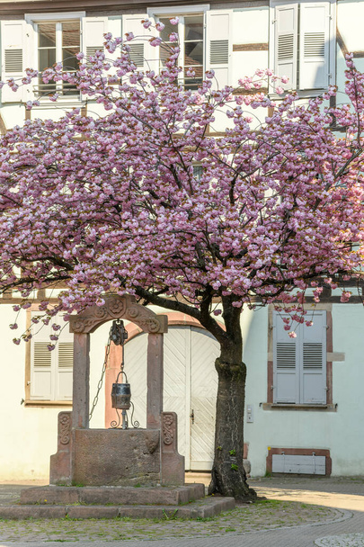 Alter Brunnen auf einem Platz mit einer rosa Kirschblüte im Frühling. Frankreich, Elsass - Foto, Bild
