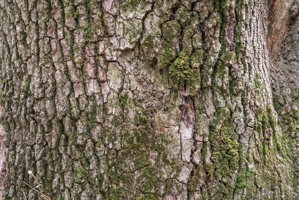 Bark of pine tree. Seamless tree bark background. Brown texture of the old tree. Natural coniferous bark background - Valokuva, kuva