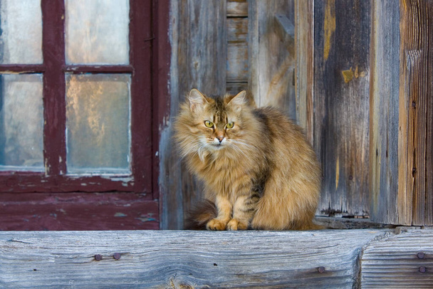 Kočka na dřevěné terase - Fotografie, Obrázek
