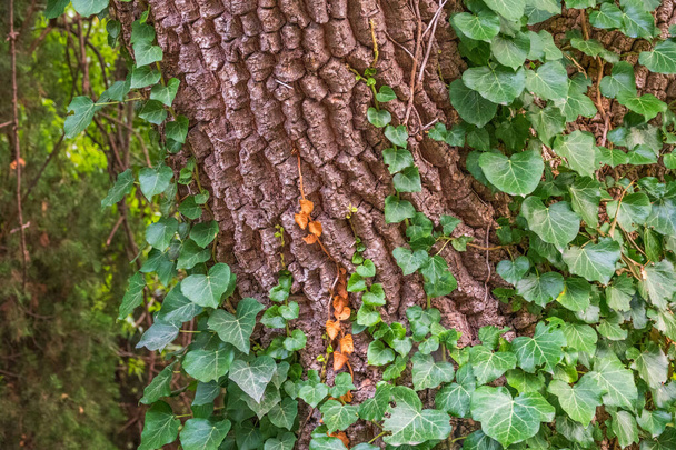 Climbing plant on a tree trunk. Green ivy climbing up tree trunk. Natural background - Photo, image