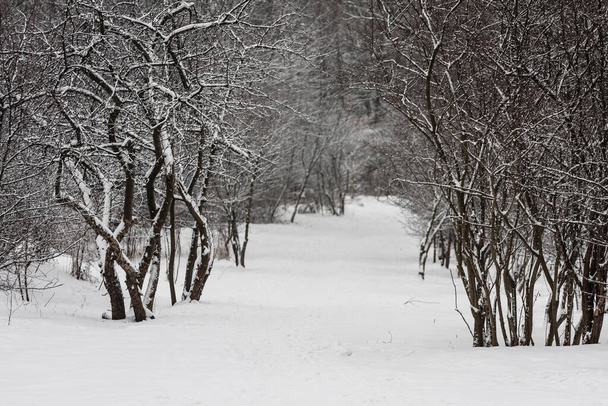 Natural gate in winter - Krakow, Bonarka - Foto, immagini