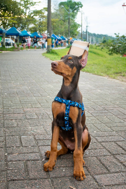 Doberman cachorro cão com orelhas mutiladas para fazer ele olha esteticamente da raça em um parque público - Foto, Imagem