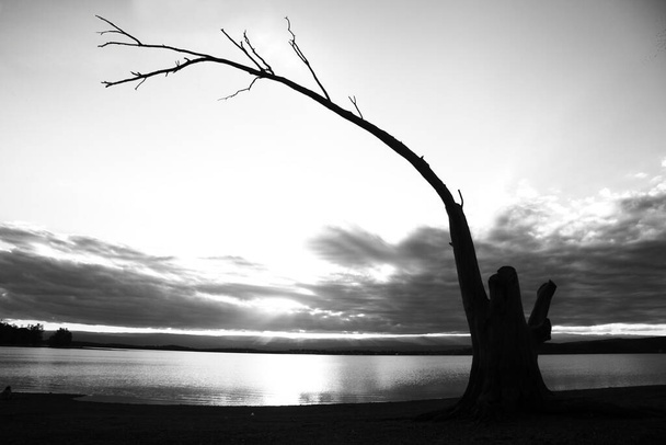 tree trunk silhouette in black and white - Photo, Image