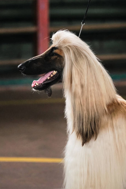 Retrato de un galgo afgano de perfil. Exposición de perros. Un galgo de color claro con orejas largas y esponjosas y un hocico negro y una lengua sobresaliente. - Foto, Imagen