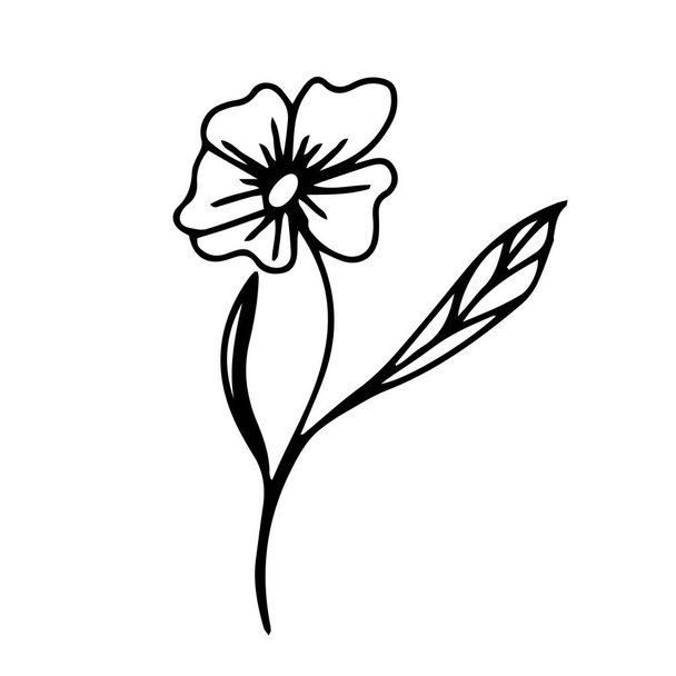 Hand drawn buttercup on a white background. Vector flower can be used in summer and spring design - Vektori, kuva